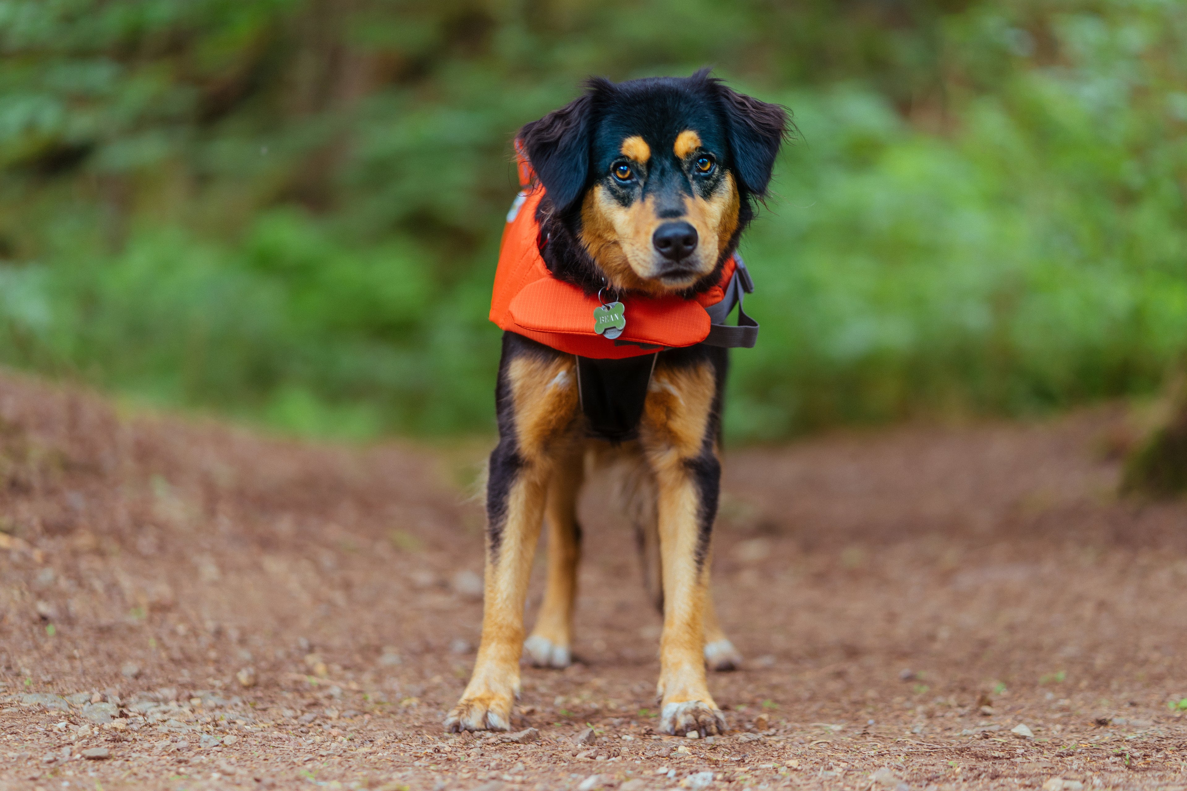 dog-in-lifejacket - The Hammer Sports